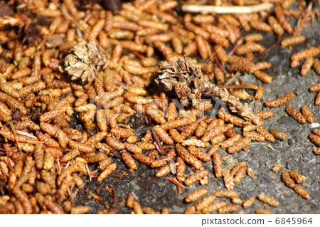 雪松花粉病過敏原·雪松雄花和雌花在風中橫向擴散過夜 雪松花粉病過敏原·雪松雄花和雌花在風中橫向擴散過夜 6845964