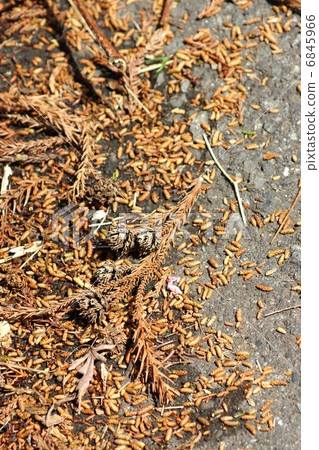 Cedar pollinosis allergen · cedar male flower and female flower scattered over the wind in one night · Vertical position Cedar pollinosis allergen · cedar male flower and female flower scattered over the wind in one night · Vertical position 6845966