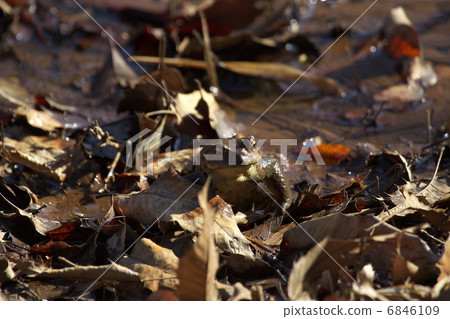 Japanese toad 6846109