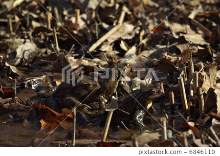 Japanese toad 6846110