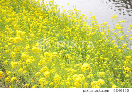 強姦 強姦 6846130