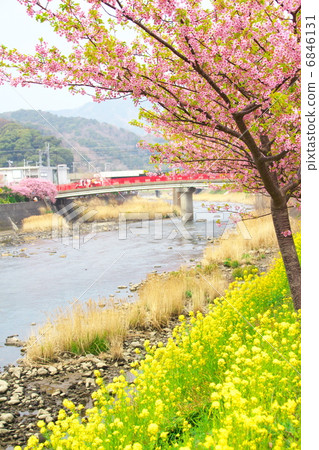 河津櫻花和油菜花 河津櫻花和油菜花 6846131