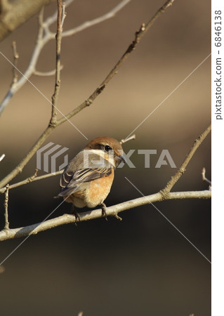 轉動鳥類 轉動鳥類 6846138