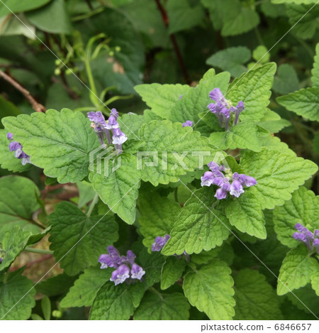 黃芩 黃芩 6846657