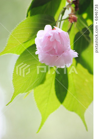 雙櫻花 雙櫻花 6846738