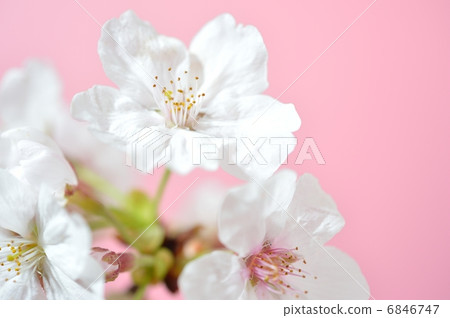 Spring cherry blossoms image 6846747