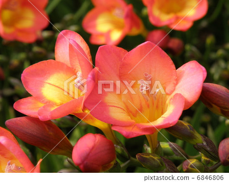 Freesia 6846806