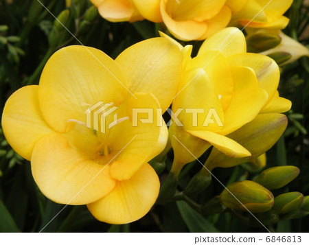 Freesia 6846813
