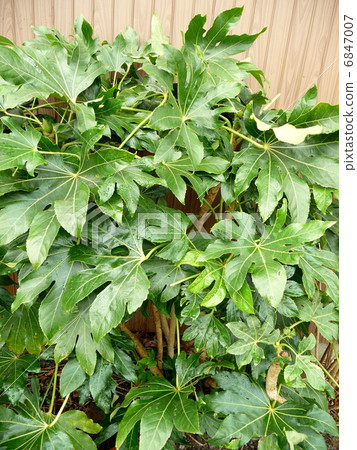 幸運的庭院樹虹鱒 6847007