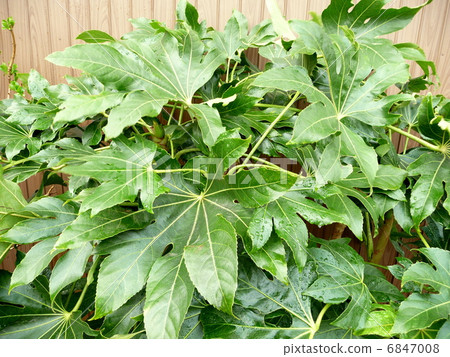 幸運的庭院樹虹鱒 6847008