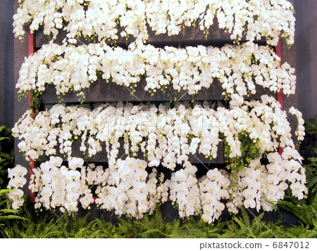 Phalaenopsis orchid (white) display: World Ran exhibition 6847012