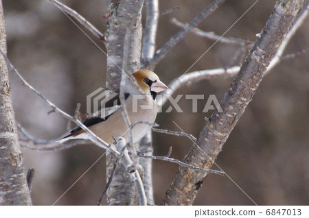 閃耀停在樹上 6847013