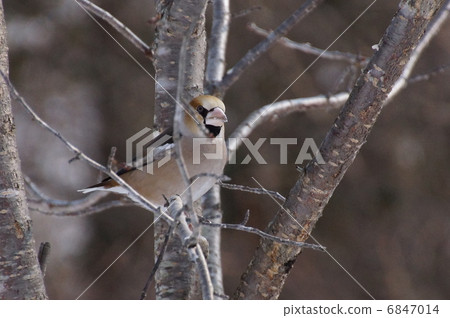 Shine stopping in trees 6847014