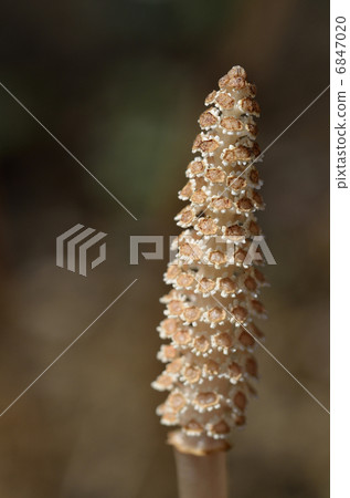 Tsukushi (the brush) 6847020