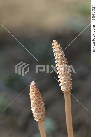 Tsukushi (the brush) 6847024