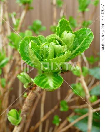 Hydrangea's new leaf Hydrangea's new leaf 6847027