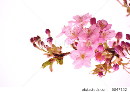 Kawazu cherry tree 6847132