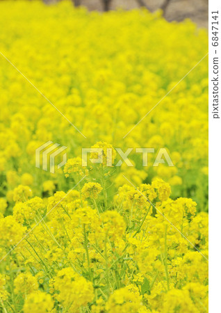 強姦開花 6847141