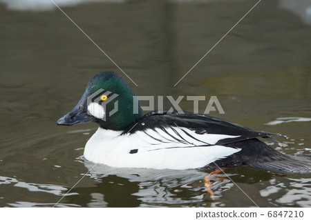 鵲鴨 6847210