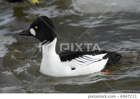 鵲鴨 6847211