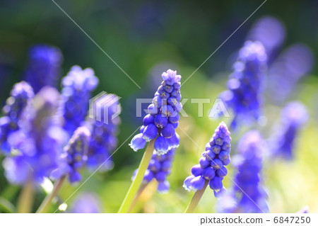Muscari flowers 6847250