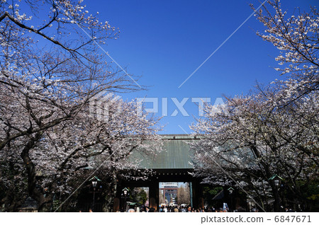 Sakura at Yasukuni Shrine 6847671