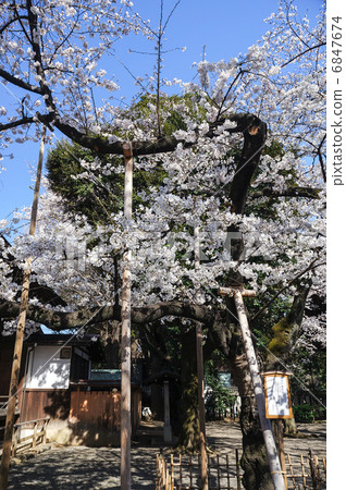 Sample tree of Tokyo cherry tree 6847674