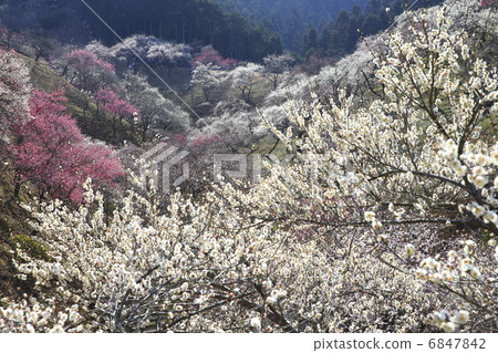 Yoshino Umezo 6847842