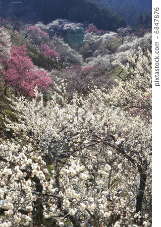 Yoshino Umezo 6847876