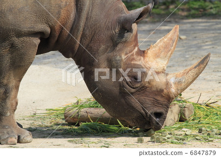 Extinction crisis 6847879