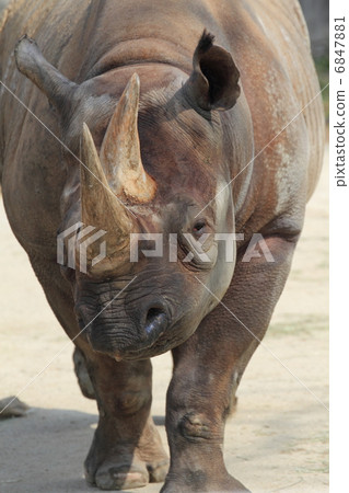 滅絕危機 6847881