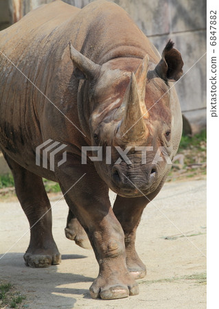 Extinction crisis Extinction crisis 6847882