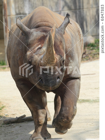 Extinction crisis Extinction crisis 6847883