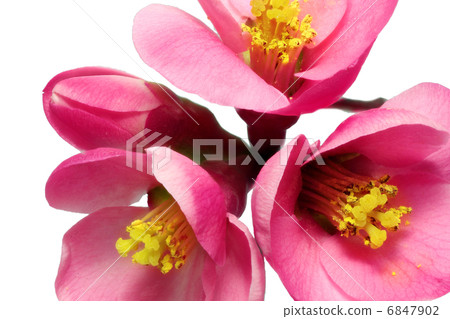 Flowers of Chaenomeles Japonica (Japanese Quince) blossoming.  I 6847902