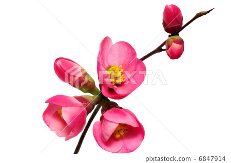 Flowers of Chaenomeles Japonica (Japanese Quince) blossoming.  I 6847914