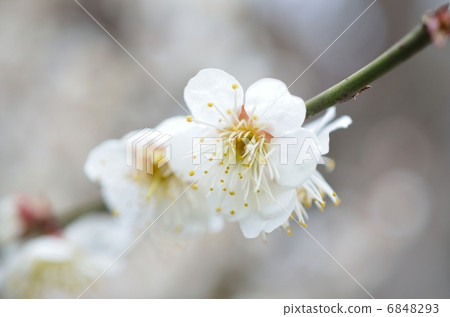 梅屋神社，梅花 6848293