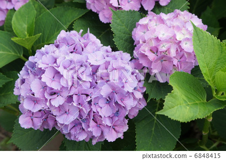 Hydrangea 6848415