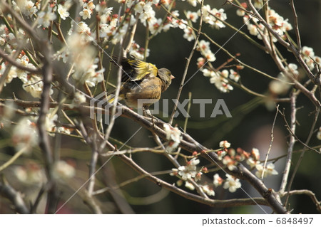 Kawarahiwa在梅花上 6848497