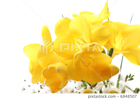 小蒼蘭的安排（水平部分） 6848507