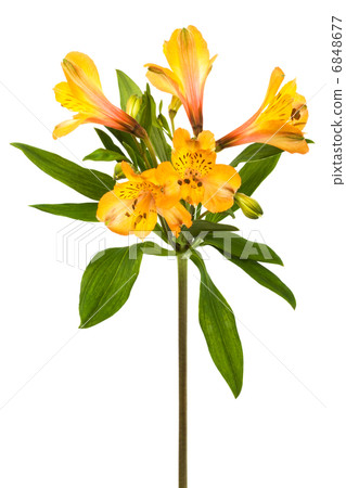 orange alstroemeria orange alstroemeria 6848677