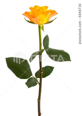 Fresh roses Fresh roses 6848716