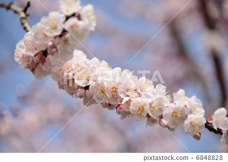 安祖花 安祖花 6848828