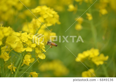 蜜蜂和強姦開花 6849136