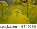 蜜蜂和強姦開花 6849139