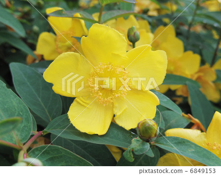 Golden thread plum 6849153