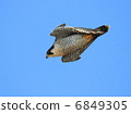 Falcon falcon 6849305