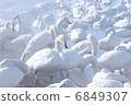 A group of resting swans 6849307