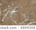 Flying Yamazaki 6849308