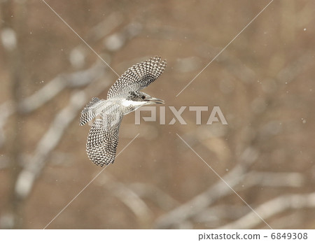 Flying Yamazaki Flying Yamazaki 6849308