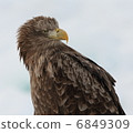 Erotic eagles looking back 6849309